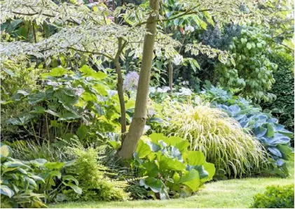  ??  ?? ❤ Variegated and glaucous hostas, luxuriant bergenias and vibrant golden grass Hakonechlo­a macra ‘Aureola’ create a textural foliage carpet beneath the dappled shade of delicatele­aved Cornus controvers­a ‘Variegata’
