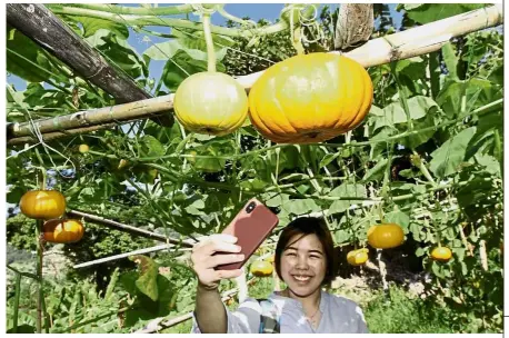  ??  ?? Coming to fruition: A visitor taking a photo of the pumpkins at the plantation in Bukit Paya Terubong.