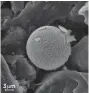  ??  ?? Un kyste d’algue au milieu d’une couche de poussière minérale nommée cryoconite.