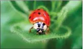  ?? DEAN FOSDICK VIA ASSOCIATED PRESS ?? This undated photo shows an adult ladybug taken on a property near New Market, Va.
