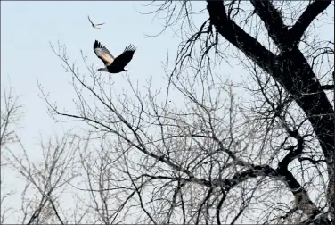  ?? Photos by Helen H. Richardson / The Denver Post ?? The male of two American Bald Eagles that are nesting with an egg high up in Cottonwood trees, takes flight at Standley lake on March 3, 2021, in Westminste­r.