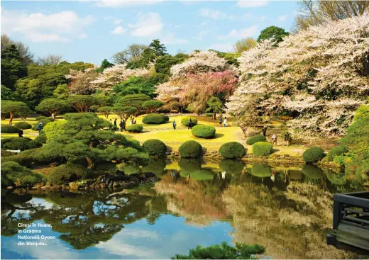  ??  ?? Cireși în floare, în Grădina Națională Gyoen din Shinjuku.