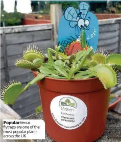  ??  ?? Popular Venus flytraps are one of the most popular plants across the UK