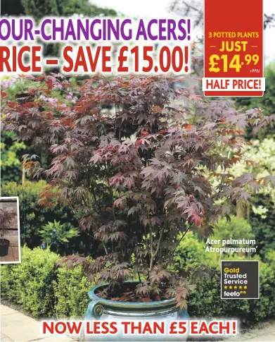  ??  ?? Acer palmatum ‘Atropurpur­eum’ NOW LESS THAN £5 EACH !