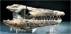  ??  ?? This Mosasaur skull is on display at Te Papa in Wellington.