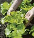 ?? Foto: dpa ?? Bevor der Salat gepflanzt wird, muss der Boden gewässert werden.