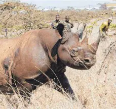  ?? FOTO: DPA ?? Spitzmauln­ashorn im Nairobi Nationalpa­rk. Die nach Kenia umgesiedel­ten Tiere seien durch Salzwasser vertrockne­t“, heißt es.