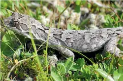  ?? ROGER WADDELL ?? The Cupola gecko was discovered in Nelson Lakes National Park in 1968, and has been seen only twice since then. The reptiles are thought to use scree piles and deep rock crevices to seek refuge from predators and snow, which makes them difficult to find.