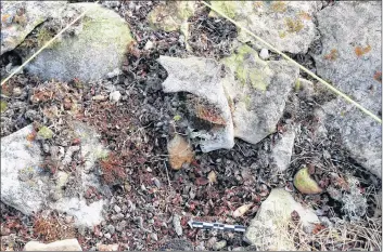  ?? CP PHOTO ?? A partially-exposed human cranium (upper left) and mandible (centre) found in a Franklin expedition grave in Two Grave Bay on King William Island, Nunavut, is shown in a handout photo.