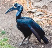  ??  ?? Maybelline is an Abyssinian ground hornbill on display at the BioPark while teams examine the genetics of birds for pairing.