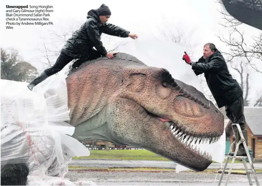  ??  ?? Unwrapped Song Hongbin and Gary Gilmour (right) from Blair Drummond Safari Park check a Tyrannosau­rus Rex. Photo by Andrew Milligan/PA Wire