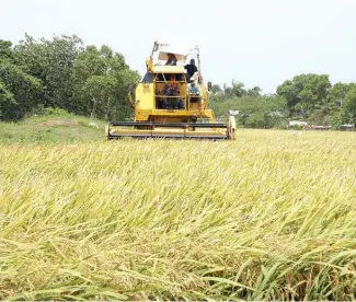  ?? F.E ?? El arroz es el cultivo que concentra la mayor proporción de la cartera del Bagrícola .