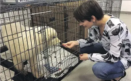  ?? SIDHARTHA BANERJEE/THE CANADIAN PRESS ?? Canadian Olympic gold medallist Meagan Duhamel meets with Saffie, one of 80 dogs rescued from a dog-meat farm in South Korea currently being cared for at an emergency shelter. Duhamel adopted a dog rescued from a similar farm about a year ago.