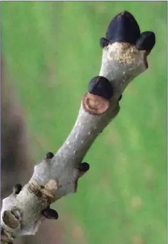  ??  ?? Ash trees have big black buds at this time of year.