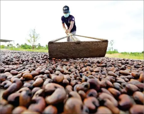  ?? HONG MENEA ?? A worker prepares raw product at the Cashew Nut Processing Handicraft in Kampong Thom province in November.