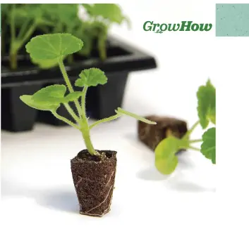  ?? ?? Pot up plug plants as soon as the roots start to wind themselves around the shape of the module; a sign that they need more room
See p14 for our offer of 30 free perennial plug plants – just pay postage