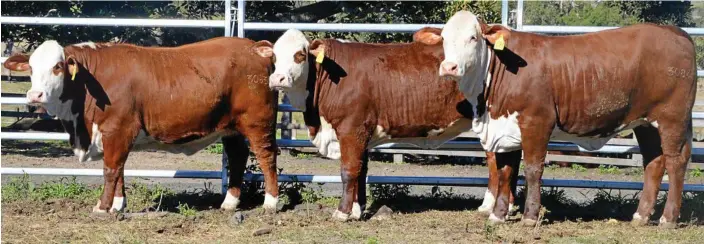  ?? PHOTO: CONTRIBUTE­D ?? CATTLE AVAILABLE: Lots 29, 28 and 27 at the New Dimension Braford Bull and Female Sale.