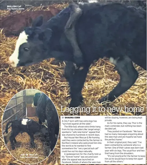  ??  ?? BULLISH Calf has found a home
JOY OF SIX Calf has two extra legs