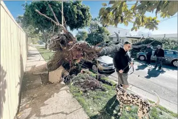  ?? Carolyn Cole Los Angeles Times ?? toppled a tree Sunday night in the Palms neighborho­od of L.A.; Harut Panosyan and his dog, Buddy, check out the damage Monday morning. A wind advisory is in effect through 1 p.m. Tuesday.