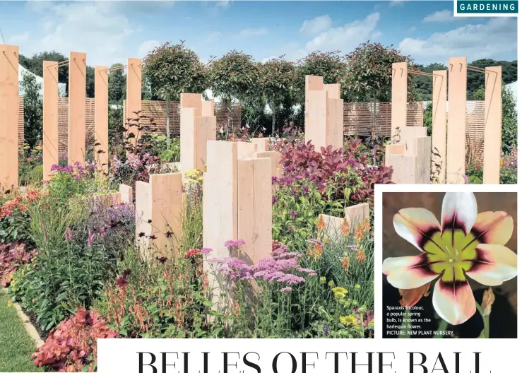  ??  ?? Blooms and foliage in contrastin­g hues create an explosion of colour, anchored with natural tones. Pictured, Contemplat­ion Corner, Tatton Park 2019. PICTURE: RHS/NEIL HEPWORTH Sparaxis tricolour, a popular spring bulb, is known as the harlequin flower. PICTURE: NEW PLANT NURSERY