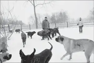  ?? Rebecca Droke/Post-Gazette ?? Richard and Noreen Kohl with some of their rescued dogs at their Gentle Ben’s Giant Breed Rescue in New Sewickley Township, Beaver County.