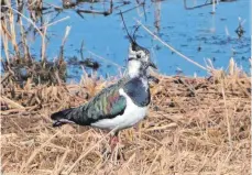  ??  ?? Der Kiebitz ist selten geworden. Außer am Bucher Stausee.