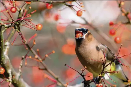  ?? JANE GAMBLE PHOTOS ?? The type of trees and shrubs you choose can also make a big difference to birds. Shown is a cedar waxwing eating a chokeberry.