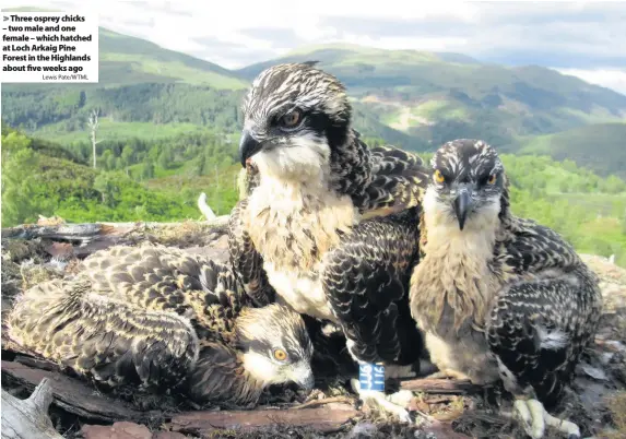  ?? Lewis Pate/WTML ?? > Three osprey chicks – two male and one female – which hatched at Loch Arkaig Pine Forest in the Highlands about five weeks ago