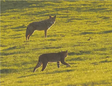  ?? Courtesy Wendy Sparks ?? At Point Reyes National Seashore, a bobcat and a coyote size each other up. The park’s Limantour Road offers chances to spot wildlife.
