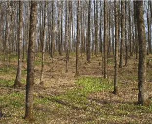  ??  ?? When cutting down trees, plan an escape routes because trees can fall in an unexpected directions.