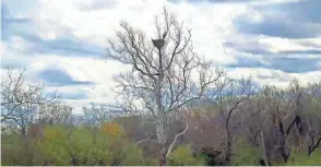  ?? ?? A bald eagle nest is seen in a tree at the National Conservati­on Training Center in Shepherdst­own, W.VA.