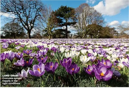  ?? ?? LAND GRAB: Crocuses spread happily in the right conditions