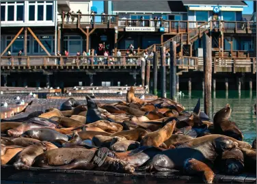  ?? (Los Angeles Times/Mel Melcon) ?? California sea lions, all males, draw an audience in January as they loll about on the dock at Pier 39 in San Francisco. Though popular in the Bay Area, when they head south they are sometimes welcomed with arrows, harpoons, electric cattle prods, gunfire, bombs and fish laced with chemicals.