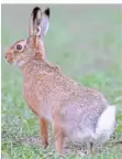  ?? FOTO: BORIS ROESSLER/DPA ?? An der Hasenpest erkrankte Tiere sind häufig abgemagert und verlieren ihre Scheu.