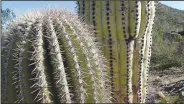  ?? (NWA Democrat-Gazette/Flip Putthoff) ?? Spines provide shade for cactus plants, shield them from drying winds and discourage damage from animals.