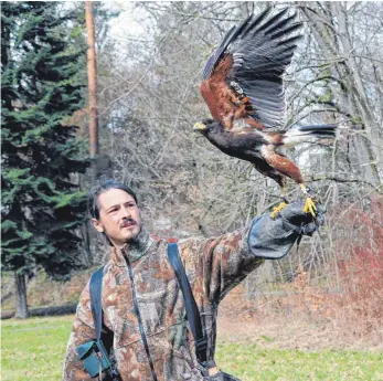  ?? FOTO: ROLAND RAY ?? Der massive Einsatz von Greifvögel­n hat seit 2016 Hunderte Saatkrähen-Brutpaare aus dem Schlosspar­k vertrieben. Unser Bild entstand Ende März 2018.