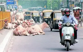  ??  ?? En India hay una auténtica devoción por las vacas