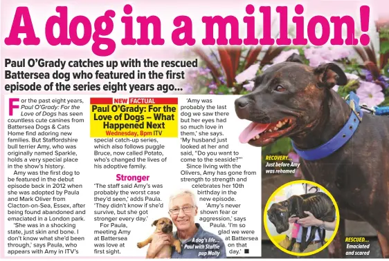  ??  ?? A dog’s life... Paul with Staffie
pup Molly
RECOVERY… Just before Amy was rehomed
RESCUED… Emaciated and scared