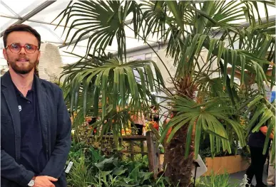  ??  ?? Warning: Researcher Tomos Jones and a Chinese windmill palm at the Chelsea Flower Show