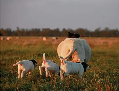  ?? PHOTO: CONTRIBUTE­D ?? UP FOR GRABS: Bellevue Dorper and White Dorper ewes are selected for fertility and mothering.