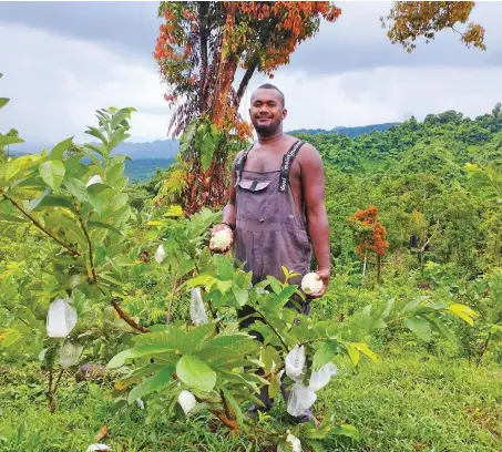  ?? ?? Marika Davetawalu at the family’s green pearl guava farm in Savusavu on January 5, 2023.