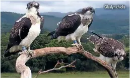  ??  ?? Glaslyn chicks