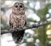  ?? THE ASSOCIATED PRESS FILE ?? Environmen­tal groups are suing the U.S. Fish and Wildlife Service for failing to take the necessary steps to protect the northern spotted owl, which is a threatened species, from what they say is its looming extinction.