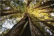  ?? Max Whittaker / Associated Press ?? Save the Redwoods League plans to buy and preserve a second-growth forest in Mendocino County.