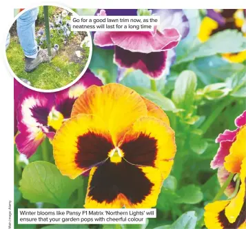  ??  ?? Go for a good lawn trim now, as the neatness will last for a long time Winter blooms like Pansy F1 Matrix ‘Northern Lights’ will ensure that your garden pops with cheerful colour