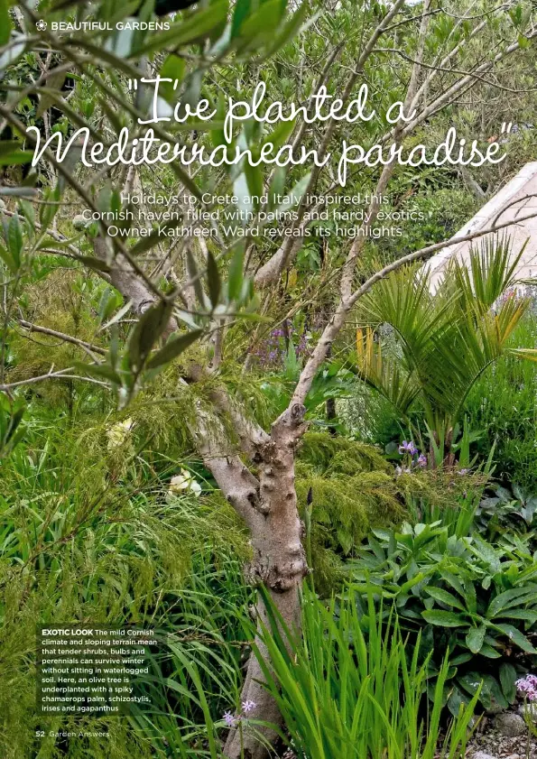  ??  ?? EXOTIC LOOK The mild Cornish climate and sloping terrain mean that tender shrubs, bulbs and perennials can survive winter without sitting in waterlogge­d soil. Here, an olive tree is underplant­ed with a spiky chamaerops palm, schizostyl­is, irises and...