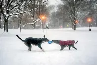  ?? Associated Press ?? ■ Rocky and Piper play tug-of-war in the snow Monday in Allegheny Commons Park on the North Side of Pittsburgh, Pa.