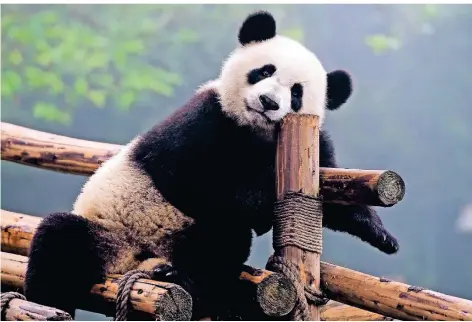  ?? FOTO: THINKSTOCK ?? Will auch bloß sitzen: ein Pandabär in Chengdu, China.