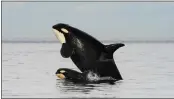  ?? CENTER FOR WHALE RESEARCH VIA NYT ?? A female orca and her calf. Orca females and a few other whale species are the only mammals, besides humans, known to undergo menopause.