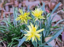  ?? CONTRIBUTE­D ?? Daffodils, tulips, and other spring blooming bulbs should be planted now.